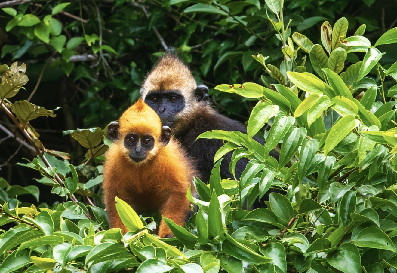 Screenshot Screenshot